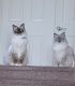 Ragdoll Cats for sale in Goodyear, AZ, USA. price: NA