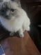 Ragdoll Cats for sale in Troy, MI, USA. price: $600