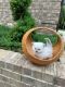 Ragdoll Cats for sale in Midland, NC, USA. price: $1,500