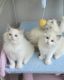 Ragdoll Cats for sale in Long Beach, CA, USA. price: $400