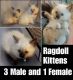 Ragdoll Cats for sale in Tigard, OR, USA. price: NA