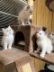 Ragdoll Cats for sale in Liberty, TX, USA. price: NA