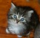 Ragdoll Cats for sale in Howell, MI, USA. price: $900