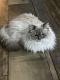 Ragdoll Cats for sale in Myrtle Beach, SC, USA. price: $500