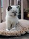Ragdoll Cats for sale in Blaine, WA, USA. price: NA