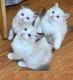 Ragdoll Cats for sale in Cornelia St, New York, NY 10014, USA. price: NA