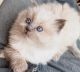 Ragdoll Cats for sale in Canton, MA, USA. price: $900