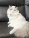 Ragdoll Cats for sale in Aurora, CO 80016, USA. price: $1,400