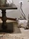 Ragdoll Cats for sale in Oak Lawn, IL 60453, USA. price: $500
