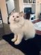 Ragdoll Cats for sale in San Diego, CA, USA. price: $1,200