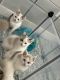 Ragdoll Cats for sale in Los Angeles, CA, USA. price: $400