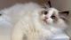 Ragdoll Cats for sale in Newport Beach, CA, USA. price: $2,500