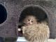 Ragdoll Cats for sale in Bettendorf, IA, USA. price: $900