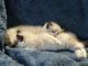 Ragdoll Cats for sale in San Diego, CA, USA. price: $1,650