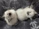 Ragdoll Cats for sale in Red Creek, NY 13143, USA. price: $250