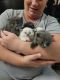 Ragdoll Cats for sale in San Antonio, TX, USA. price: $800