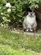 Ragdoll Cats for sale in Stafford, VA 22554, USA. price: $2,000