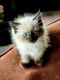 Ragdoll Cats for sale in Princeton, MO 64673, USA. price: $1,000