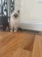 Ragdoll Cats for sale in North Billerica, MA 01862, USA. price: $1,700