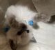 Ragdoll Cats for sale in York, PA, USA. price: NA