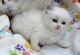 Ragdoll Cats for sale in Anniston, AL, USA. price: $2,500