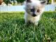 Ragdoll Cats for sale in Shakopee, MN 55379, USA. price: $800