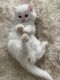 Ragdoll Cats for sale in 9504 Stoney Glen Dr, Mint Hill, NC 28227, USA. price: $1,700