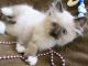 Ragdoll Cats for sale in Thorp, WI 54771, USA. price: NA
