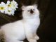 Ragdoll Cats for sale in Thorp, WI 54771, USA. price: NA