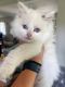 Ragdoll Cats for sale in Butler, PA 16001, USA. price: $1,000