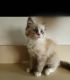 Ragdoll Cats for sale in Central Islip, NY, USA. price: NA