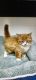 Ragdoll Cats for sale in Novi, MI, USA. price: $450