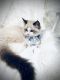 Ragdoll Cats for sale in New York, NY, USA. price: $1,300