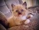 Ragdoll Cats for sale in Kokomo, IN, USA. price: $800