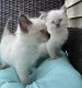 Ragdoll Cats for sale in York, PA, USA. price: $1,075