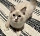 Ragdoll Cats for sale in Citrus Springs, FL, USA. price: NA