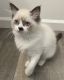Ragdoll Cats for sale in Citrus Springs, FL, USA. price: $2,000
