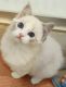 Ragdoll Cats for sale in Buena Park, CA, USA. price: $2,000