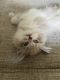 Ragdoll Cats for sale in Roswell, GA, USA. price: $500