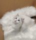 Ragdoll Cats for sale in Buena Park, CA, USA. price: $1,800