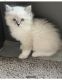 Ragdoll Cats for sale in Frisco, TX, USA. price: $2,000