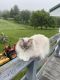 Ragdoll Cats for sale in Bridgewater, ME 04735, USA. price: NA