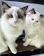 Ragdoll Cats for sale in Floral City, FL 34436, USA. price: $399