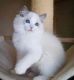 Ragdoll Cats for sale in Canada Blvd, Toronto, ON M6K, Canada. price: NA