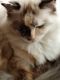 Ragdoll Cats for sale in Richmond, KY, USA. price: $600