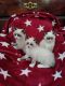 Ragdoll Cats for sale in Milford, Milford Charter Twp, MI 48381, USA. price: $500