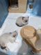 Ragdoll Cats for sale in 15th St, Fort Lee, NJ 07024, USA. price: NA