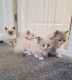 Ragdoll Cats for sale in 8 Hornbeam Dr, Moorestown, NJ 08057, USA. price: NA