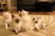 Ragdoll Cats for sale in New York, NY, USA. price: $405
