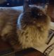 Ragdoll Cats for sale in Fulton, NY 13069, USA. price: $500